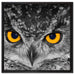 Eule mit Augen auf Leinwandbild Quadratisch gerahmt Größe 60x60