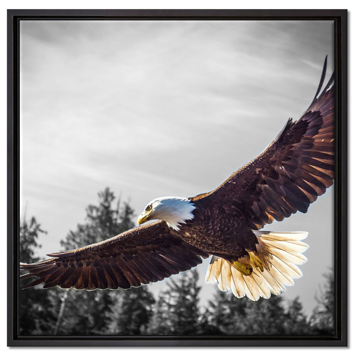 großer fliegender Adler auf Leinwandbild Quadratisch gerahmt Größe 60x60