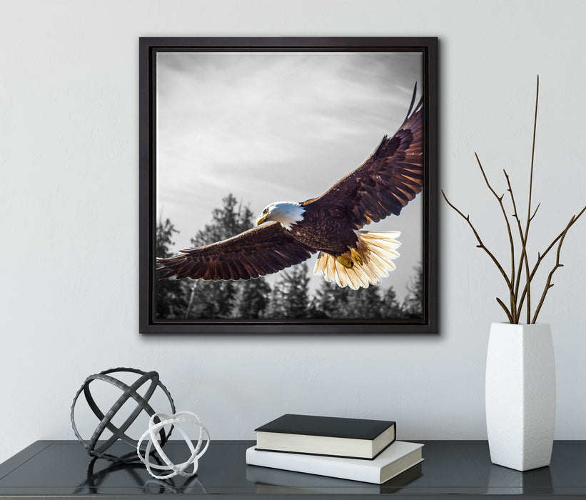 großer fliegender Adler  auf Leinwandbild Quadratisch gerahmt mit Kirschblüten