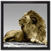 majestätischer Löwe auf Fels auf Leinwandbild Quadratisch gerahmt Größe 40x40