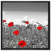 schöner rot leuchtender Mohn auf Leinwandbild Quadratisch gerahmt Größe 70x70
