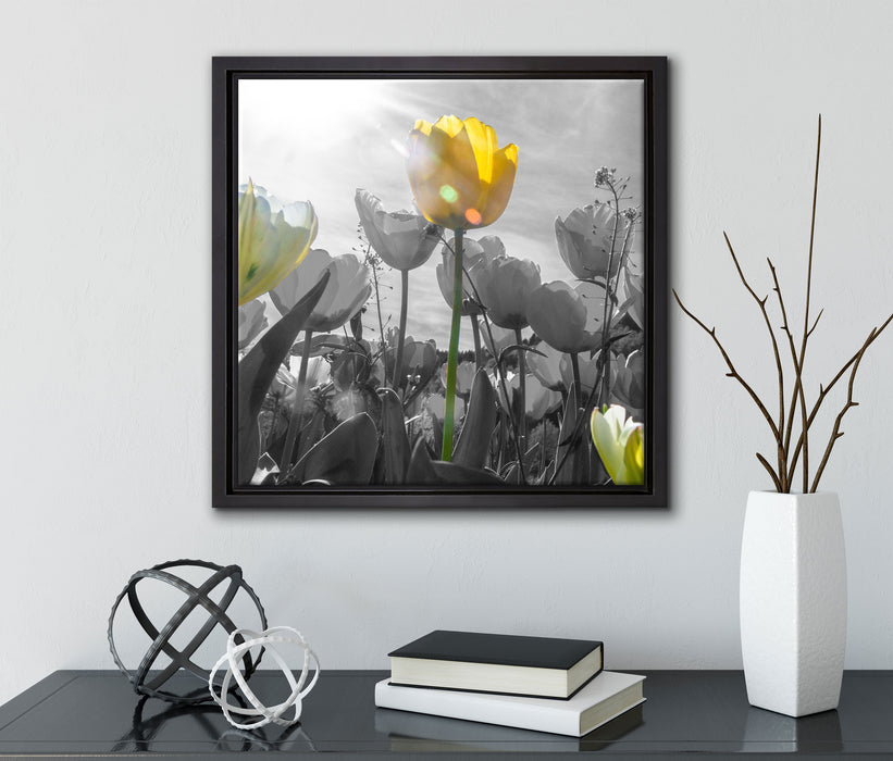 wunderschöne Tulpenwiese  auf Leinwandbild Quadratisch gerahmt mit Kirschblüten