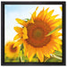 Sonnenblumenfeld SonnenblumeSonne auf Leinwandbild Quadratisch gerahmt Größe 40x40