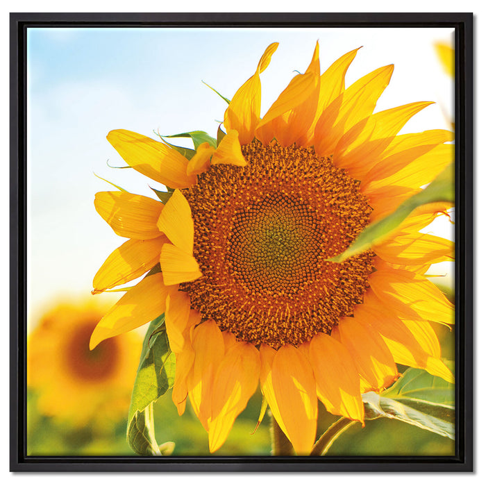 Sonnenblumenfeld SonnenblumeSonne auf Leinwandbild Quadratisch gerahmt Größe 60x60