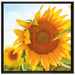 Sonnenblumenfeld SonnenblumeSonne auf Leinwandbild Quadratisch gerahmt Größe 70x70