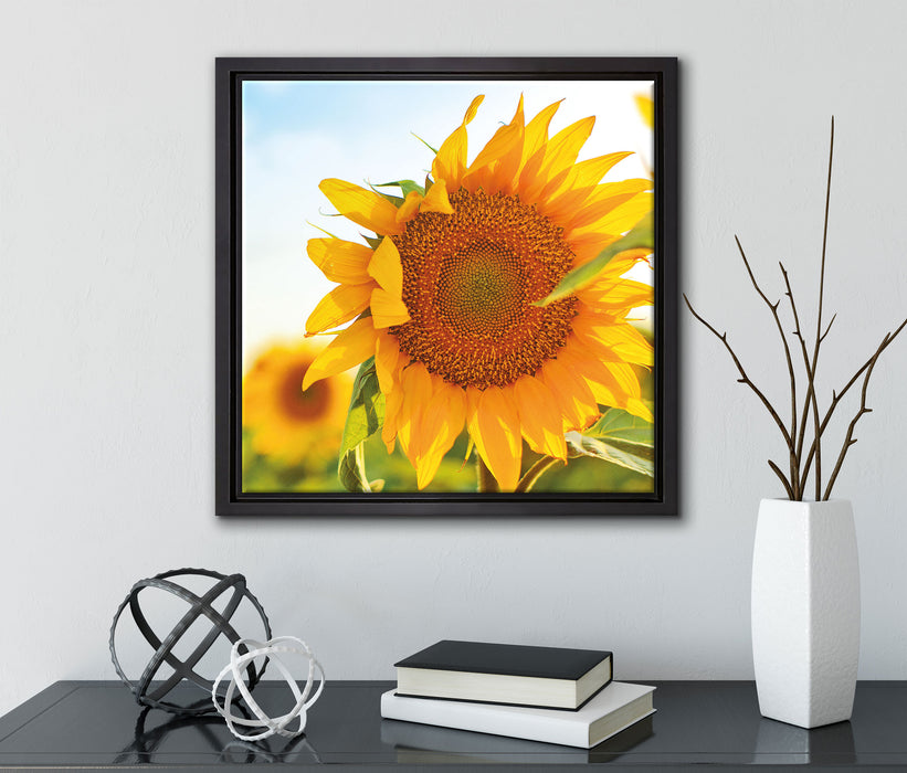 Sonnenblumenfeld SonnenblumeSonne  auf Leinwandbild Quadratisch gerahmt mit Kirschblüten