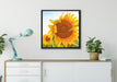 Sonnenblumenfeld SonnenblumeSonne auf Leinwandbild gerahmt Quadratisch verschiedene Größen im Wohnzimmer
