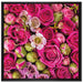 Rosa Rote Rosen auf Leinwandbild Quadratisch gerahmt Größe 70x70