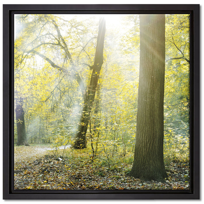 Sonnenstrahlen auf Waldlichtung auf Leinwandbild Quadratisch gerahmt Größe 40x40