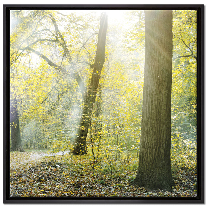 Sonnenstrahlen auf Waldlichtung auf Leinwandbild Quadratisch gerahmt Größe 70x70