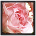 Rosa Rose auf Leinwandbild Quadratisch gerahmt Größe 40x40