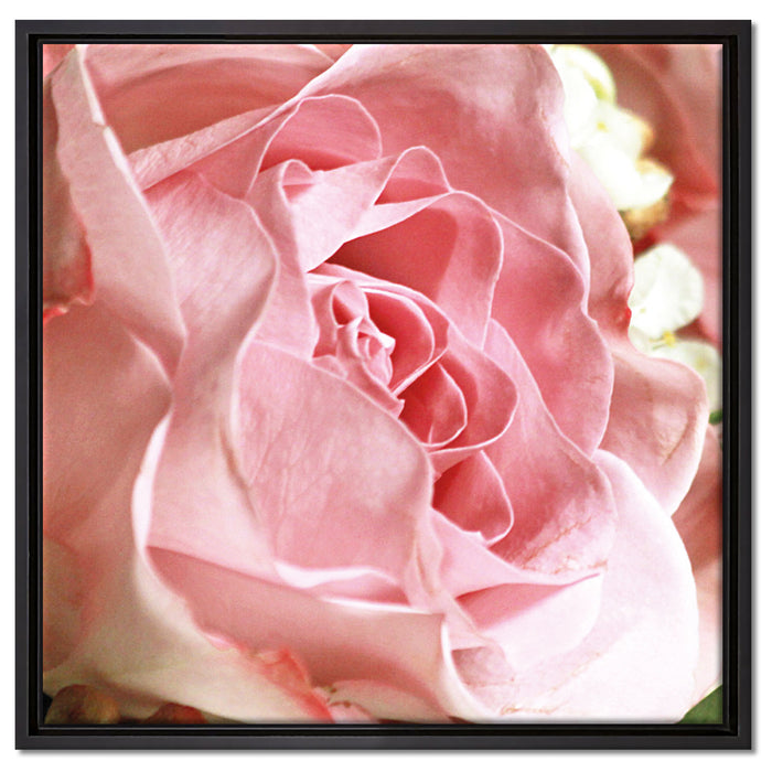 Rosa Rose auf Leinwandbild Quadratisch gerahmt Größe 60x60