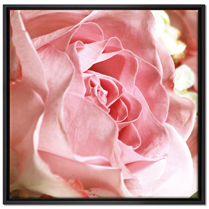 Rosa Rose auf Leinwandbild Quadratisch gerahmt Größe 70x70