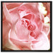 Rosa Rose auf Leinwandbild Quadratisch gerahmt Größe 70x70