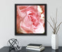 Rosa Rose  auf Leinwandbild Quadratisch gerahmt mit Kirschblüten