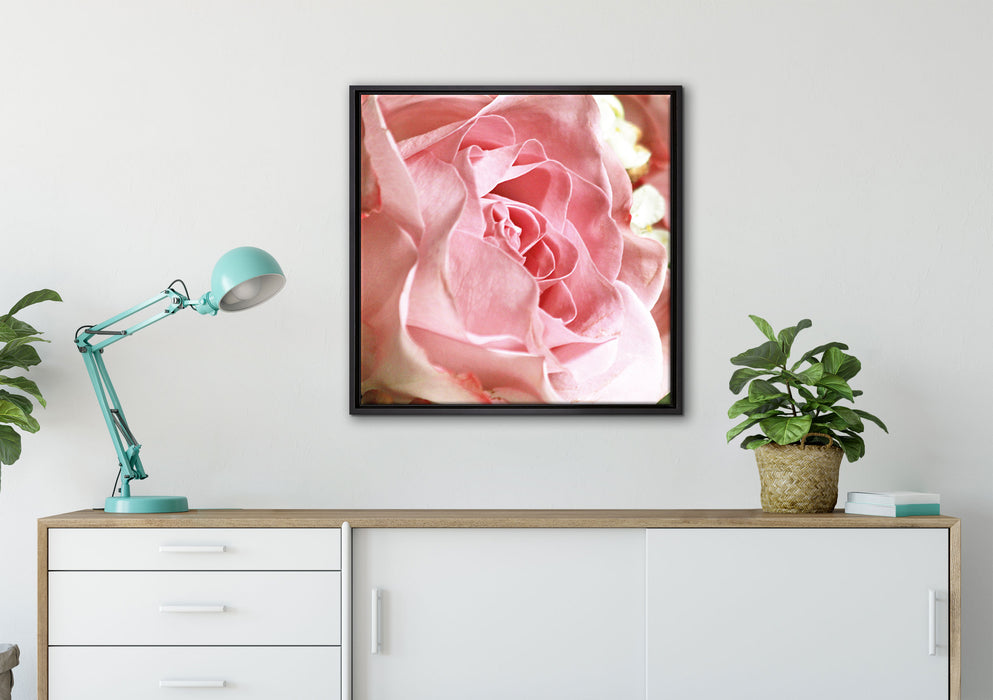 Rosa Rose auf Leinwandbild gerahmt Quadratisch verschiedene Größen im Wohnzimmer