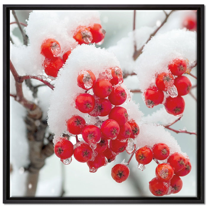 Gefrorene Äste auf Leinwandbild Quadratisch gerahmt Größe 70x70