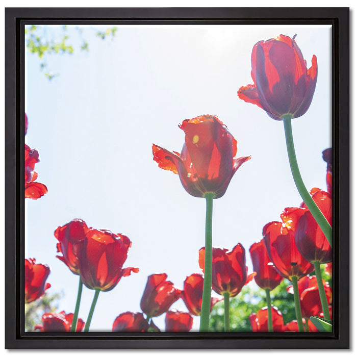 Tulpenfeld auf Leinwandbild Quadratisch gerahmt Größe 40x40