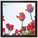 Tulpenfeld auf Leinwandbild Quadratisch gerahmt Größe 40x40