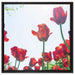 Tulpenfeld auf Leinwandbild Quadratisch gerahmt Größe 60x60