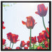 Tulpenfeld auf Leinwandbild Quadratisch gerahmt Größe 70x70