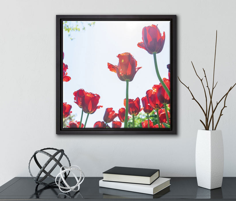 Tulpenfeld  auf Leinwandbild Quadratisch gerahmt mit Kirschblüten