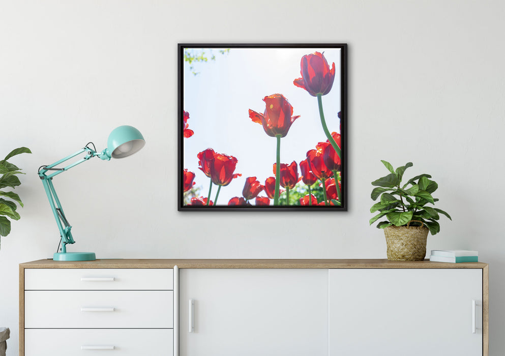 Tulpenfeld auf Leinwandbild gerahmt Quadratisch verschiedene Größen im Wohnzimmer