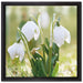 Schneeglöckchen auf Leinwandbild Quadratisch gerahmt Größe 40x40