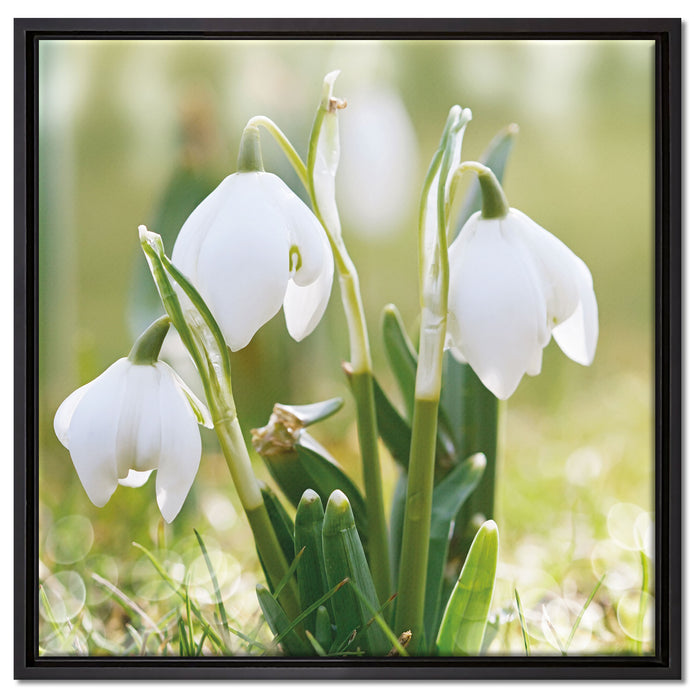 Schneeglöckchen auf Leinwandbild Quadratisch gerahmt Größe 60x60