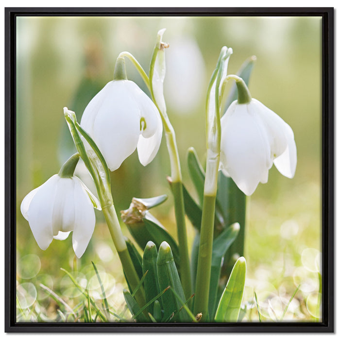 Schneeglöckchen auf Leinwandbild Quadratisch gerahmt Größe 70x70
