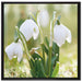 Schneeglöckchen auf Leinwandbild Quadratisch gerahmt Größe 70x70