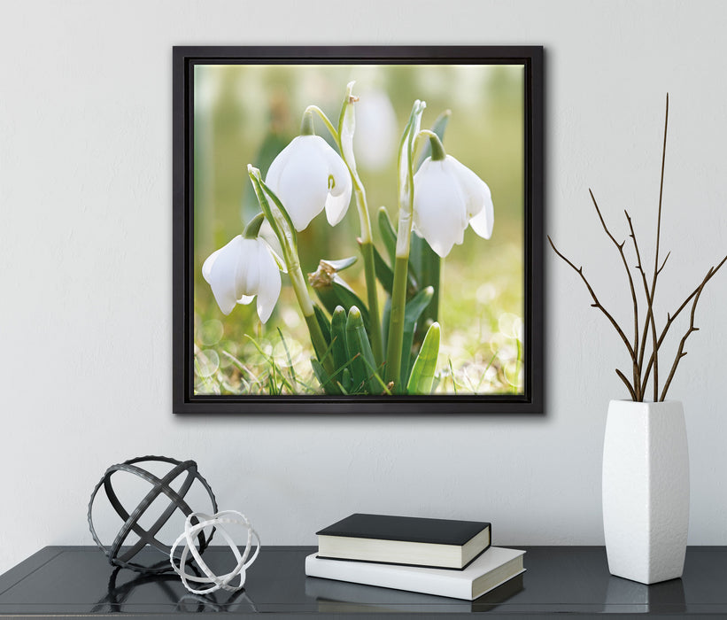Schneeglöckchen  auf Leinwandbild Quadratisch gerahmt mit Kirschblüten