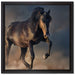 Schwarzes Pferd auf Leinwandbild Quadratisch gerahmt Größe 40x40