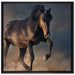 Schwarzes Pferd auf Leinwandbild Quadratisch gerahmt Größe 70x70