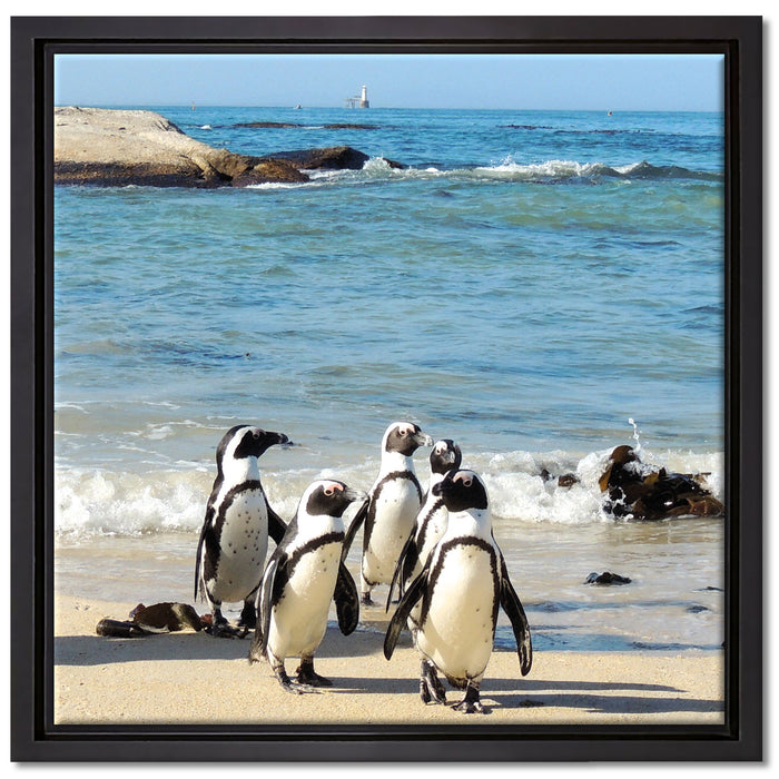 Pinguine am Strand auf Leinwandbild Quadratisch gerahmt Größe 40x40
