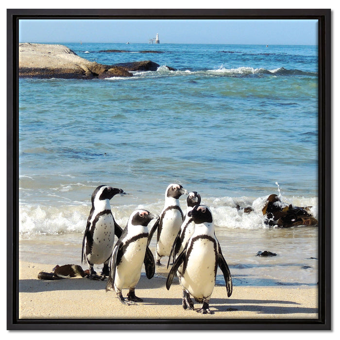 Pinguine am Strand auf Leinwandbild Quadratisch gerahmt Größe 60x60