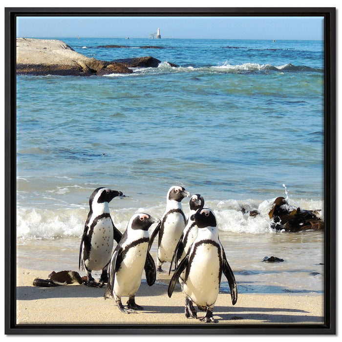 Pinguine am Strand auf Leinwandbild Quadratisch gerahmt Größe 70x70