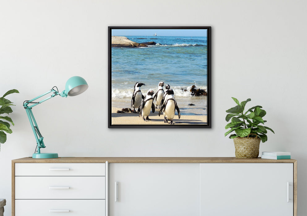 Pinguine am Strand auf Leinwandbild gerahmt Quadratisch verschiedene Größen im Wohnzimmer