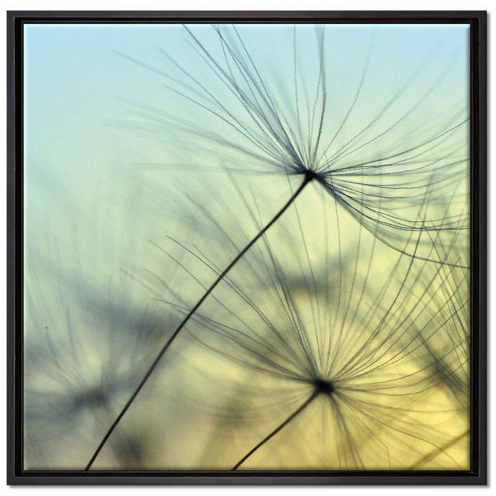 Pusteblumen mit Tautropfen auf Leinwandbild Quadratisch gerahmt Größe 70x70