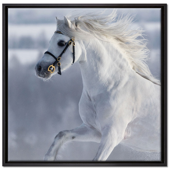 Weißes Pferd auf Schneewiese auf Leinwandbild Quadratisch gerahmt Größe 70x70