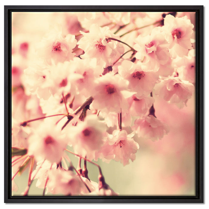 Kirschblüten auf Leinwandbild Quadratisch gerahmt Größe 60x60