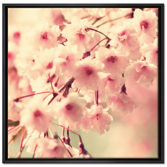Kirschblüten auf Leinwandbild Quadratisch gerahmt Größe 70x70