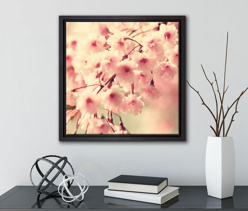 Kirschblüten  auf Leinwandbild Quadratisch gerahmt mit Kirschblüten