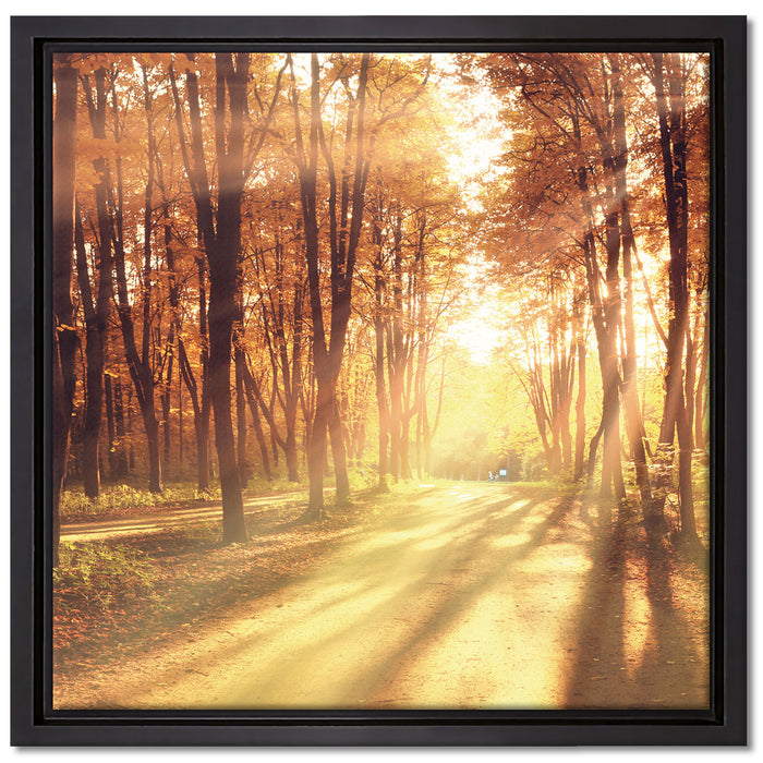 Baumallee im Herbst auf Leinwandbild Quadratisch gerahmt Größe 40x40