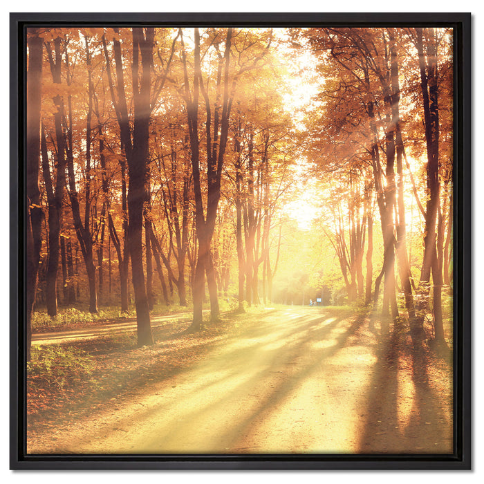 Baumallee im Herbst auf Leinwandbild Quadratisch gerahmt Größe 60x60