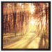 Baumallee im Herbst auf Leinwandbild Quadratisch gerahmt Größe 60x60