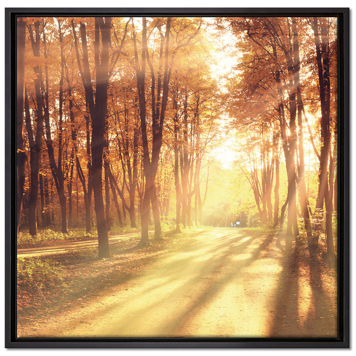 Baumallee im Herbst auf Leinwandbild Quadratisch gerahmt Größe 70x70