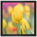 Gelbe Tulpen im Frühling auf Leinwandbild Quadratisch gerahmt Größe 40x40