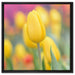 Gelbe Tulpen im Frühling auf Leinwandbild Quadratisch gerahmt Größe 60x60
