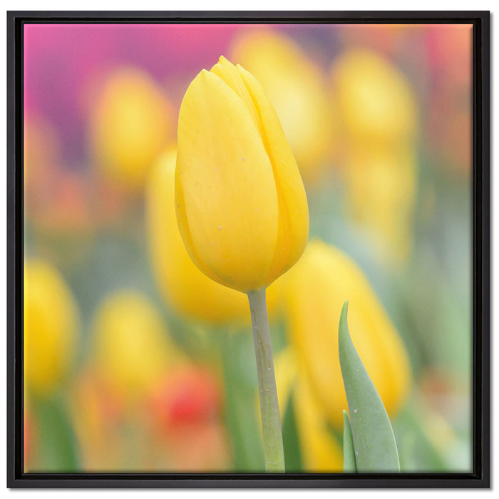 Gelbe Tulpen im Frühling auf Leinwandbild Quadratisch gerahmt Größe 70x70